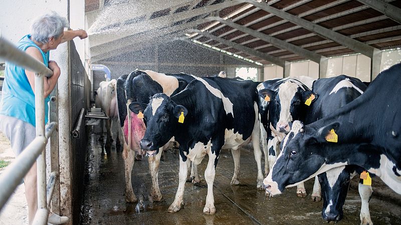 El calor reduce la producción y la calidad láctea de las vacas