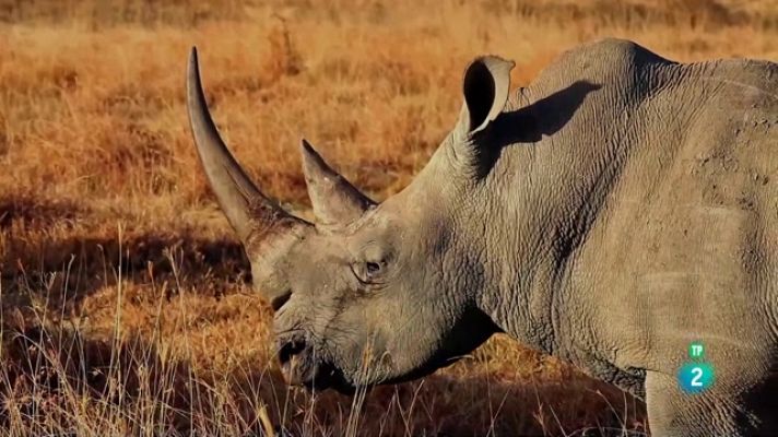 Som Documentals - Simplement animals: Simplement hipopòtams i rinoceronts