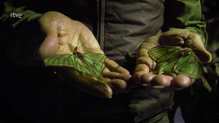 Aquí la Tierra - Mariposa isabelina, nocturna y bellísima
