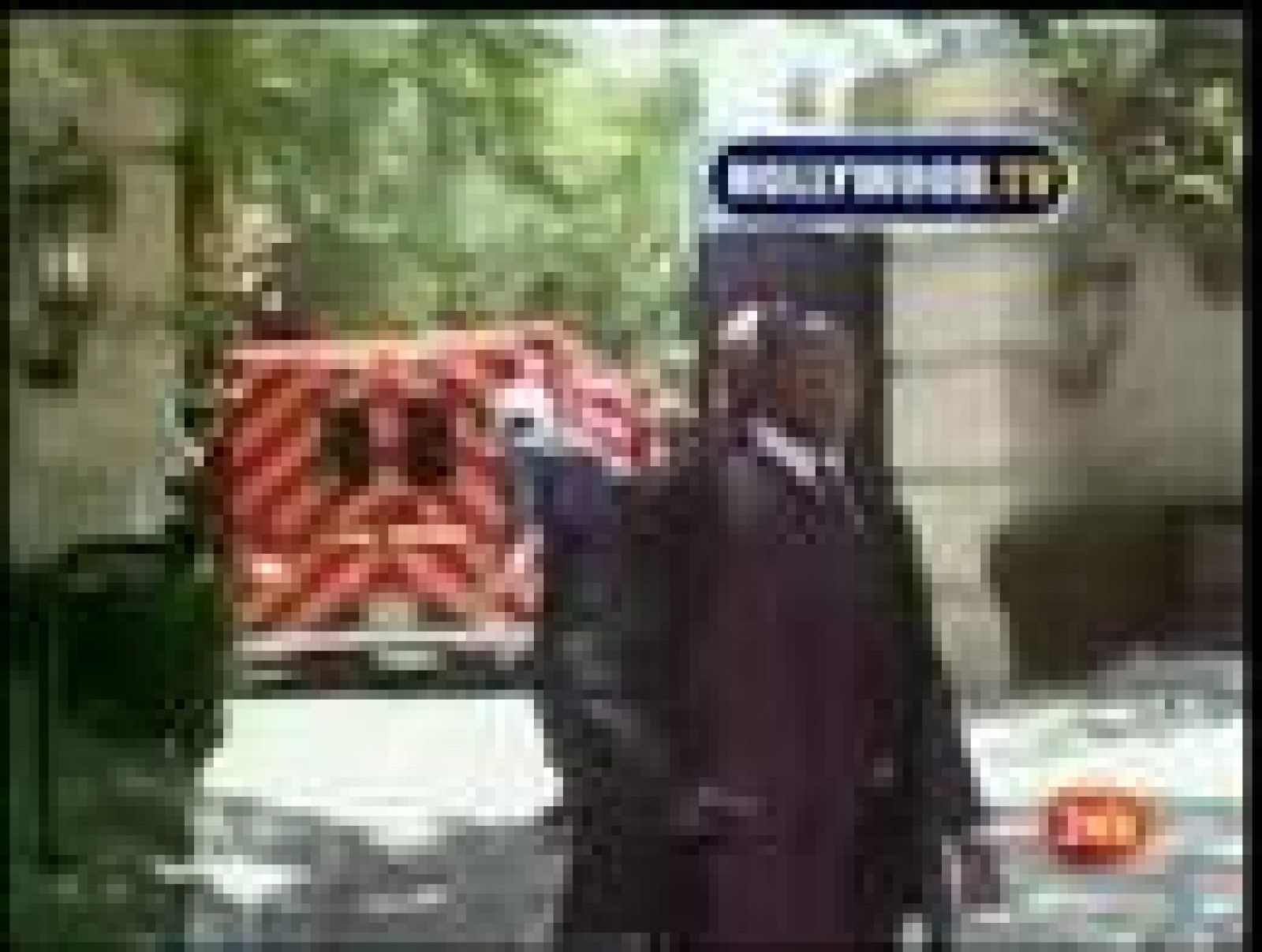 Michael Jackson envenenado | Ver