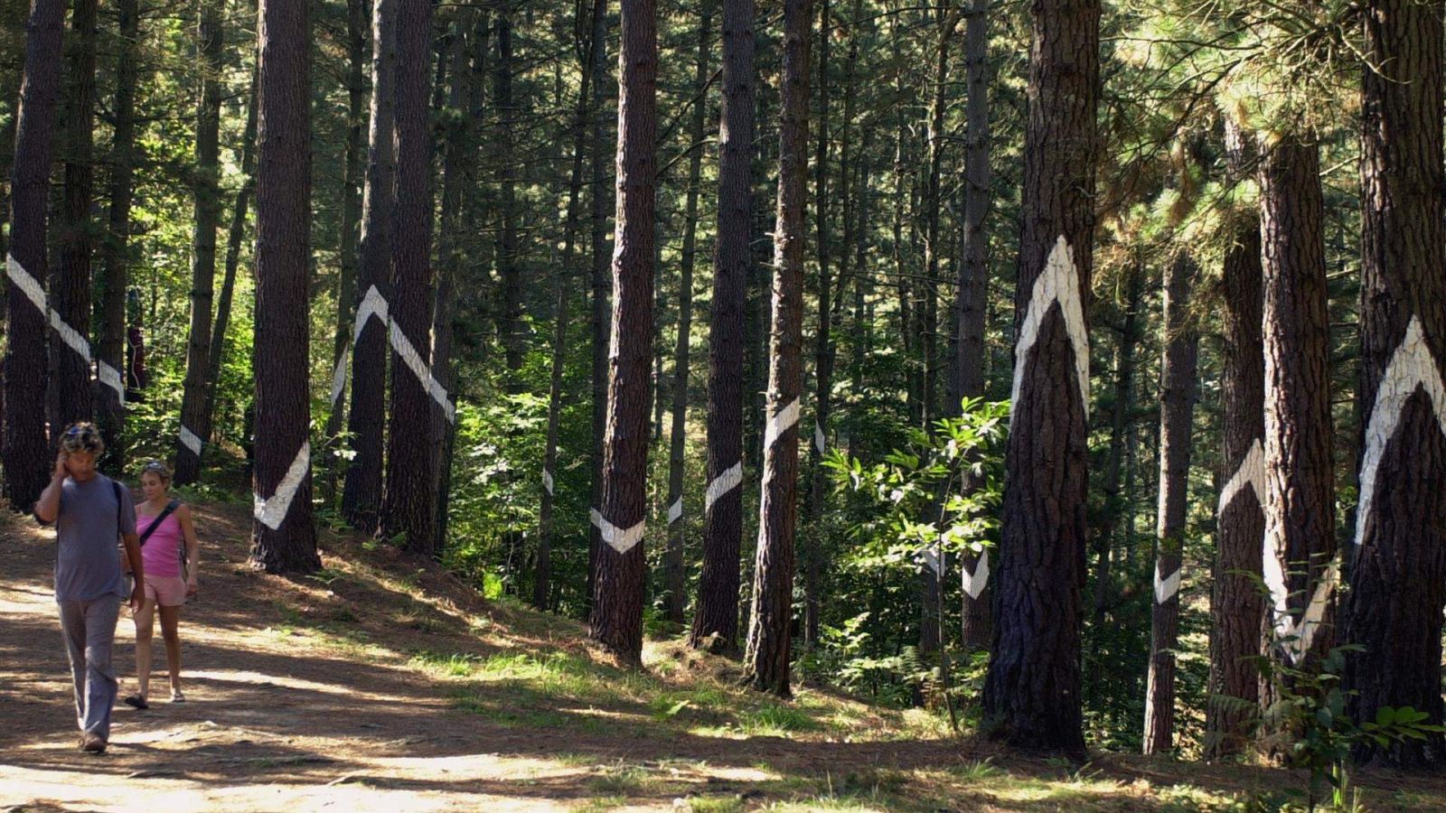 El bosque de Oma tiene sustituto y sigue la idea de Ibarrola