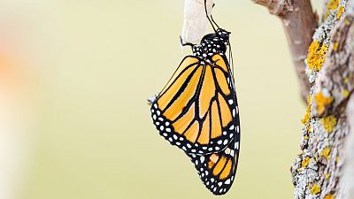 Transformarse en mariposa