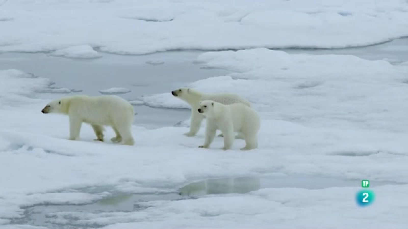 Som Documentals - Simplement animals: Simplement ossos