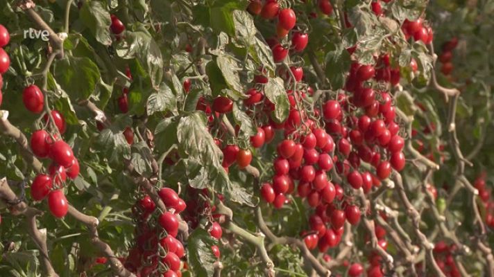 El tomate cherry: pequeño, pero delicioso