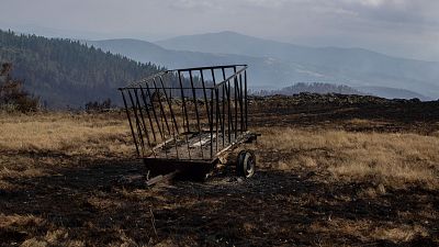 El fuego provoca un desastre econmico y ambiental en varias aldeas de Lugo 