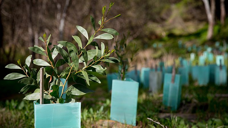 El negocio de la reforestación: ventajas y desventajas de una actividad que provocó el incendio de Zaragoza