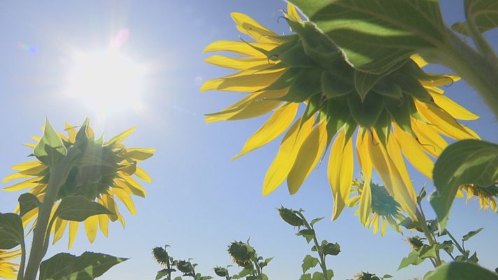 Agrosfera - Agrosfera - 23/07/22