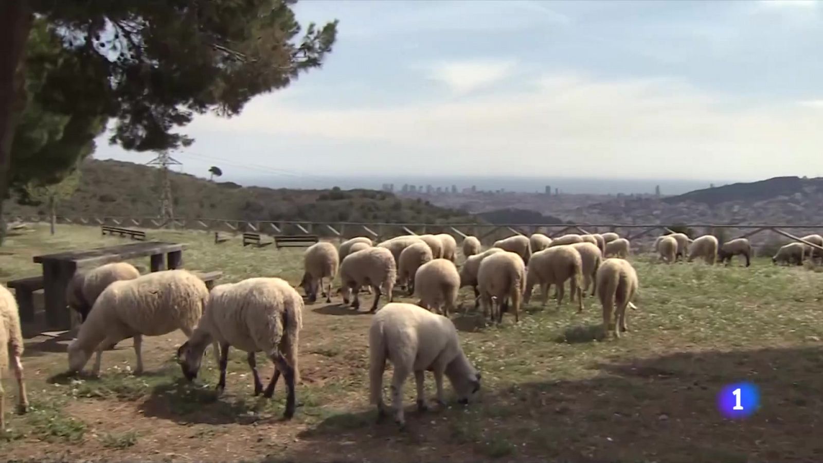 El risc d'incendis obliga a alterar les rutines dels pagesos 