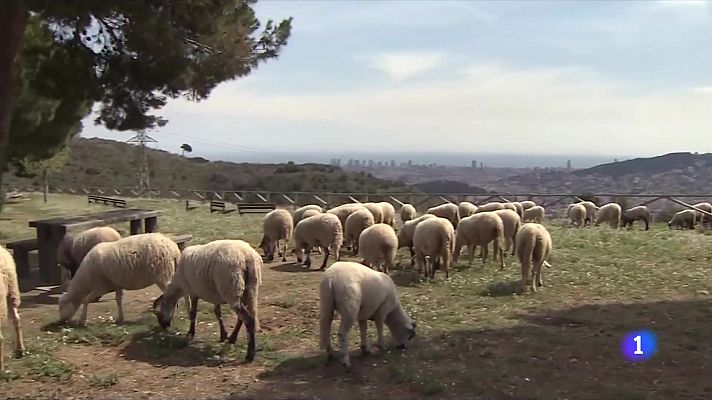 El risc d'incendis obliga a alterar les rutines dels pagesos i els esplais