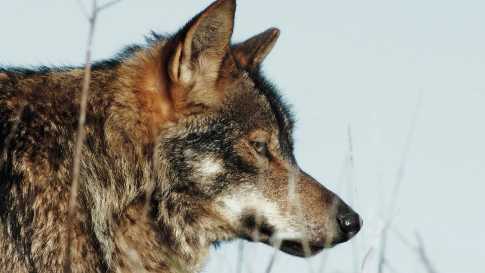 Cazadores salvajes - Wild hunters - Episodio 4: Lobos y chacales -  Documental en RTVE