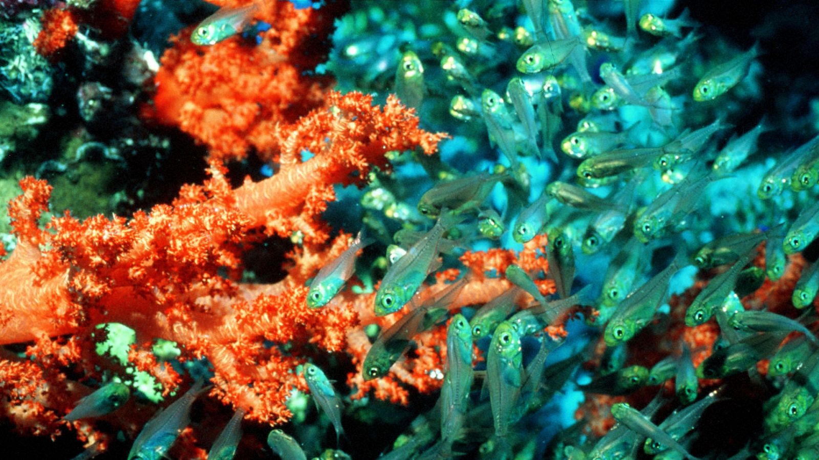 Planeta Azul - Mar de coral