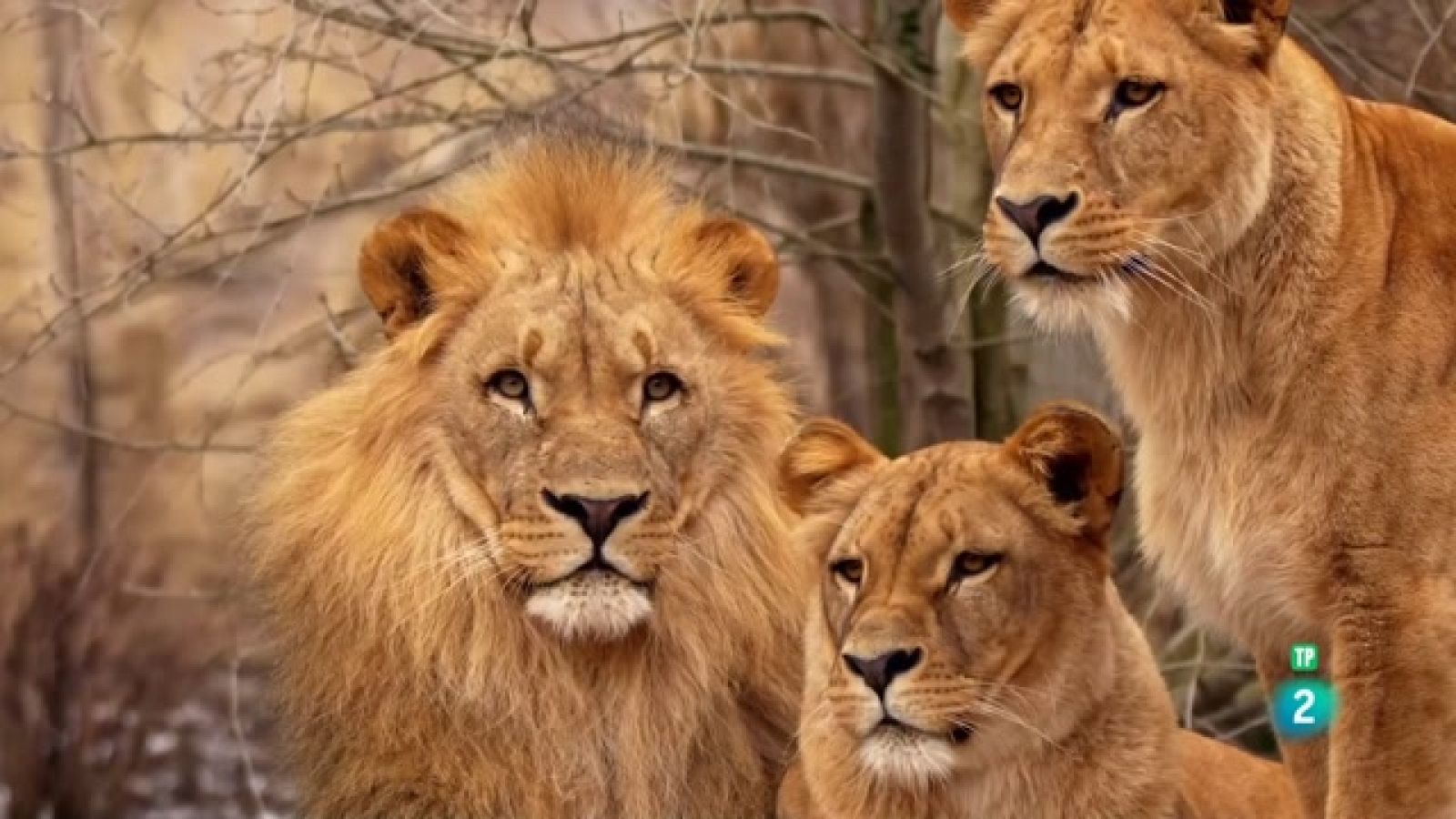 Som Documentals - Simplement animals: Simplement grans felins