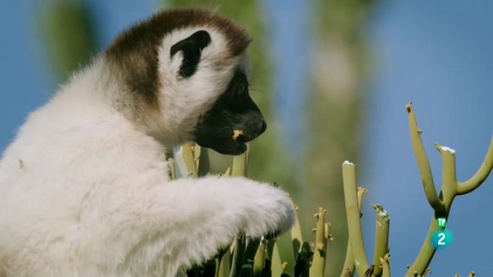Som Documentals - Un món d'espines. Madagascar