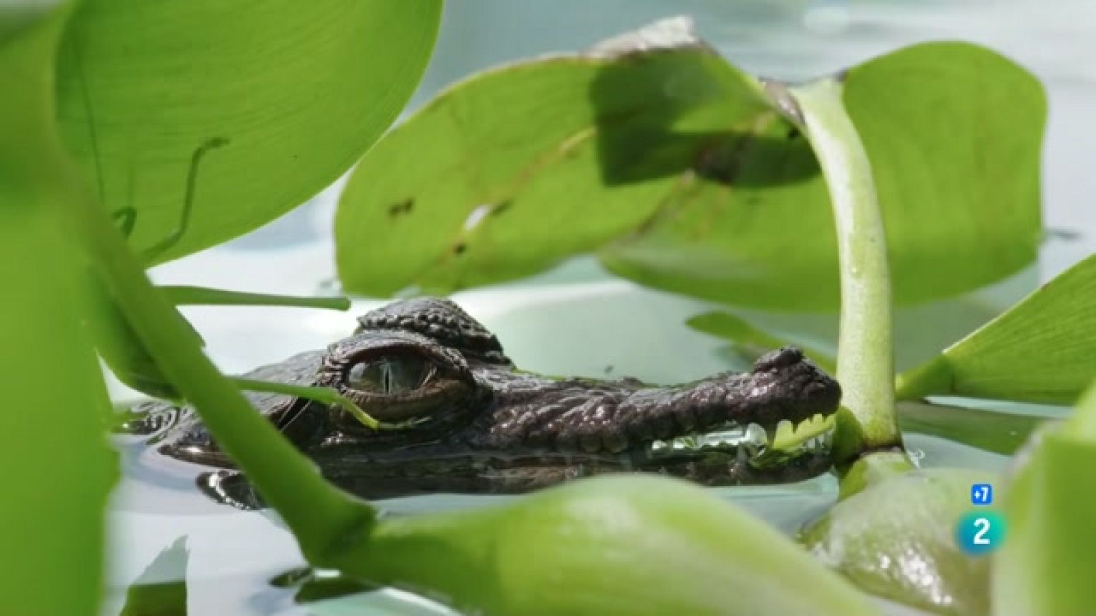 Caçadors salvatges - Wild hunters - Episodi 2: Rèptils - Veure ara