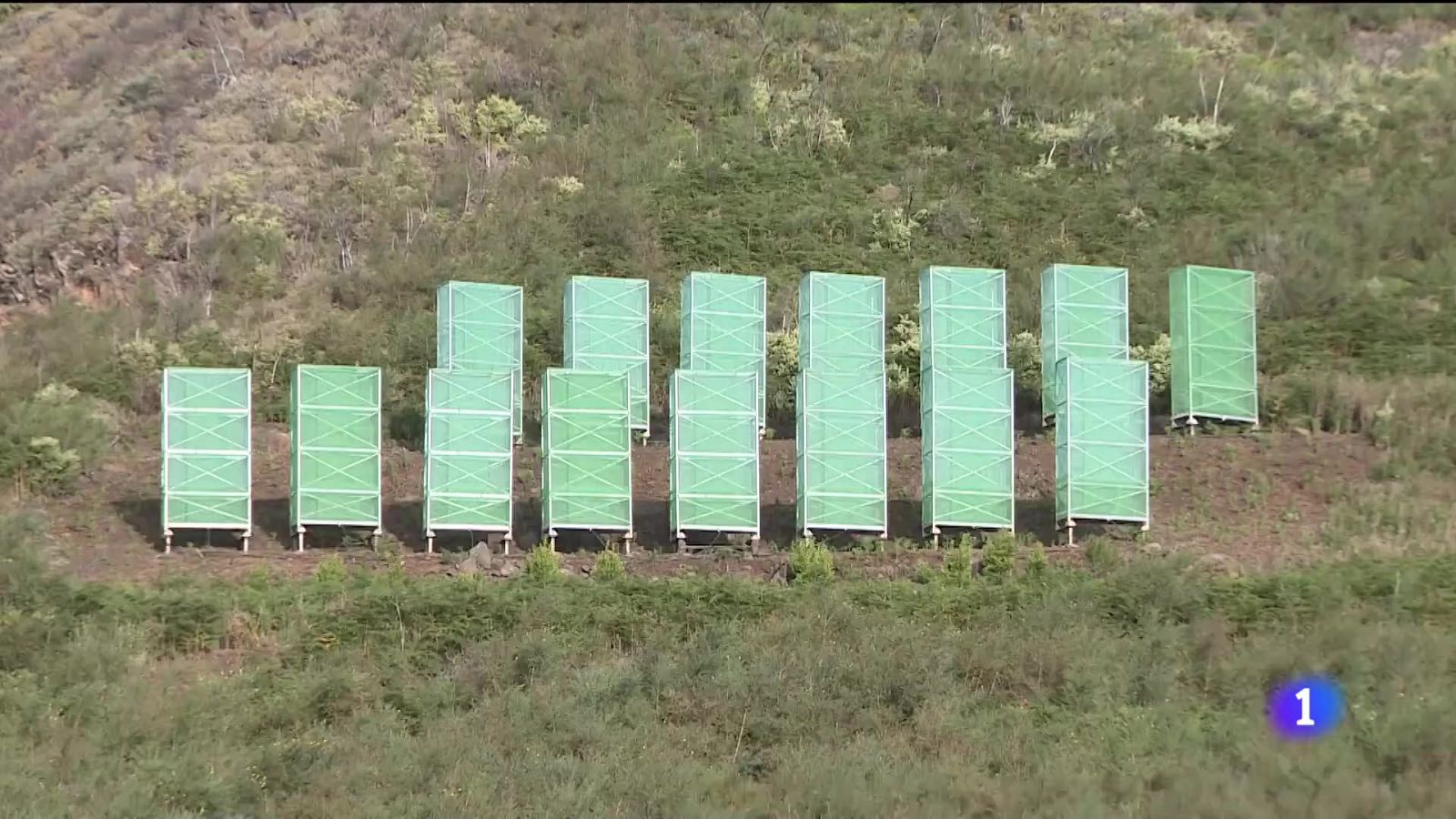 Telecanarias: 54.000 litros de agua captados de la niebla en Gran Canaria | RTVE Play