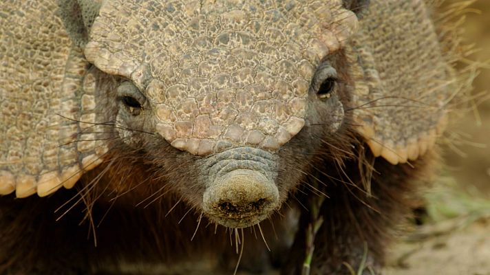 Supervivencia extrema - Animales con ingenio