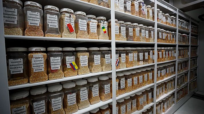 Telediario 1 - Investigadores españoles estudian las semillas de cebada en Marruecos