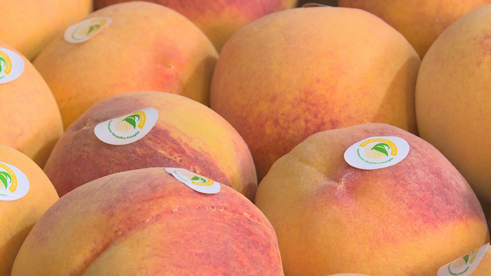 Las variedades de melocotón Romea y Baby Gold ya se comercializan bajo la marca Indicación Geográfica Protegida 'Melocotón de Cieza'