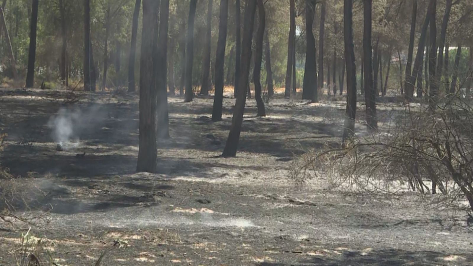 Incendio forestal en Huelva - Ver ahora