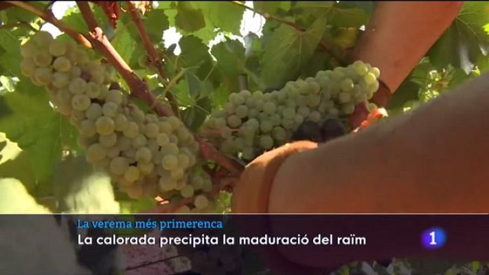 Informatiu Balear - La verema més primerenca