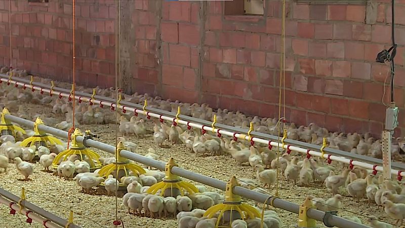 El sobrecoste energético amenaza el sector avícola: criar un pollo es un 75% más caro