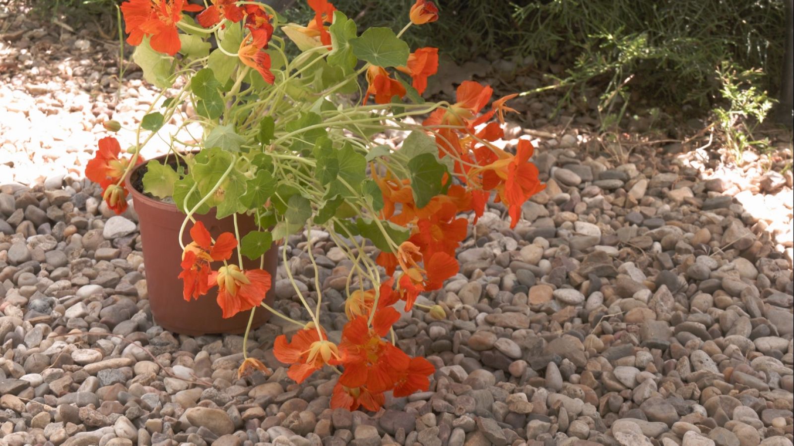 Aquí la Tierra - 29/07/22 - ver ahora