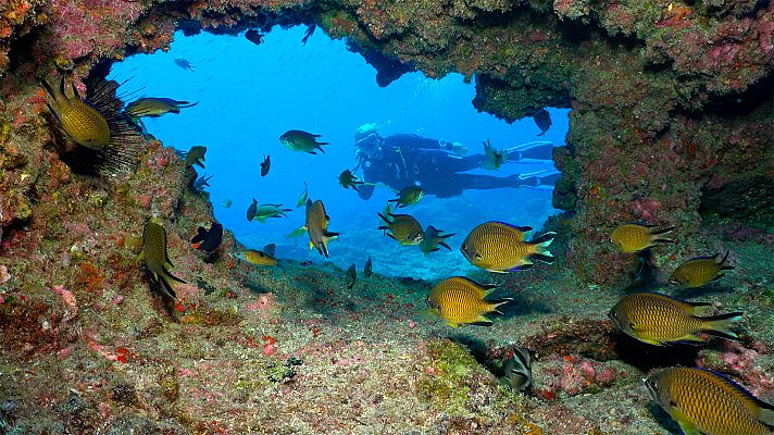 Canarias bajo el mar - Lanzarote