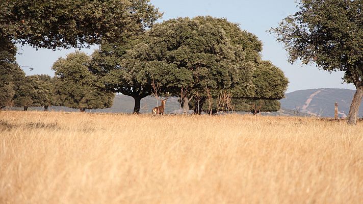 De parque en parque - Parque Nacional de Cabañeros