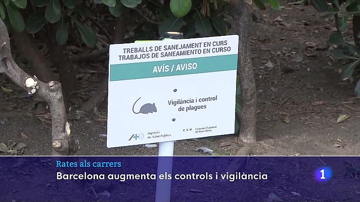 Barcelona reforça la vigilància sobre la població de rates