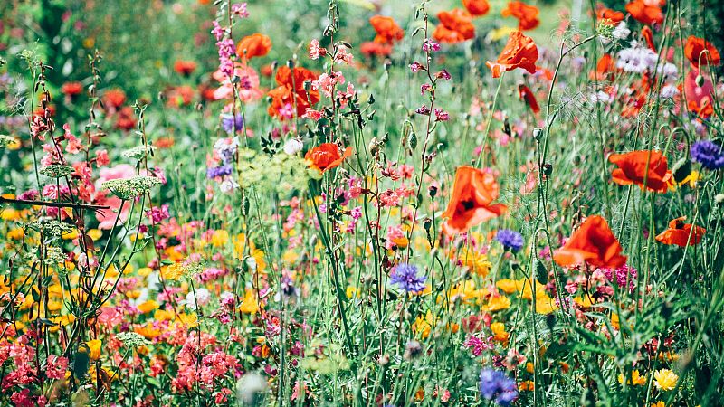 Floricultura: necesitamos m�s flores, colores, belleza y felicidad