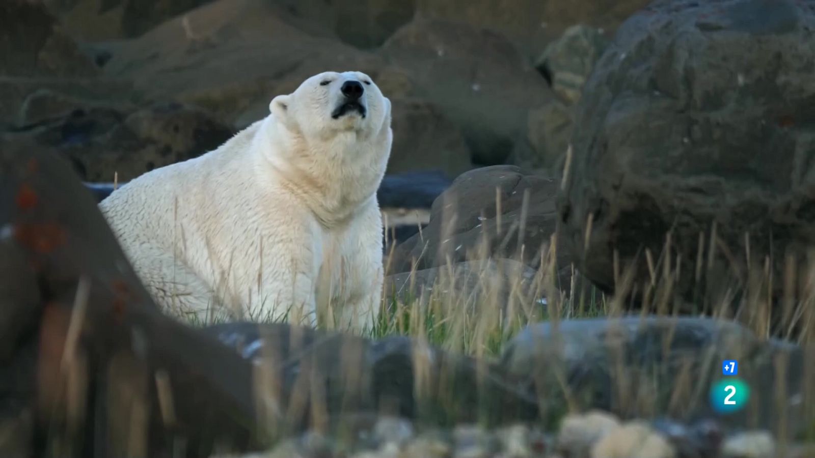 Caçadors salvatges - Wild hunters - Episodi 5: Ossos - Veure ara