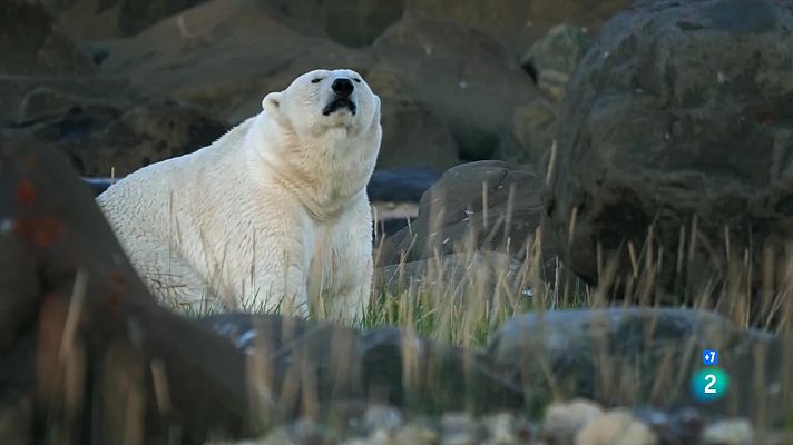 Som Documentals - Caçadors salvatges - Ossos