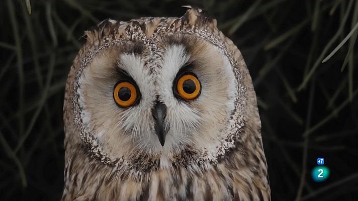 Som Documentals - Caçadors salvatges - Mussols