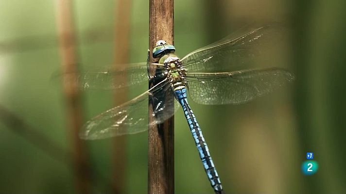 Som Documentals - Caçadors salvatges - Insectes
