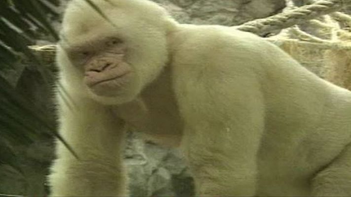 Nace un nieto de Copito de Nieve, el gorila blanco