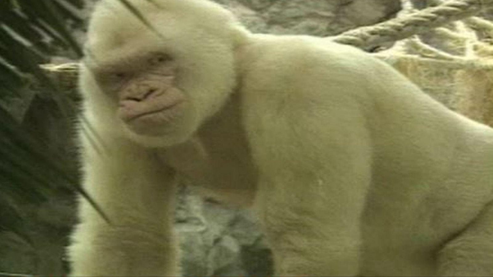 La 2 Noticias - Nace un nieto de Copito de Nieve, el gorila blanco que vive sus últimos días enfermo