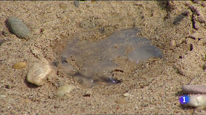 Una aplicación ayuda a identificar las medusas en las playas