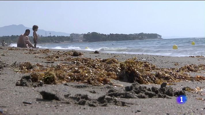 Alga invasora en el Mar de Alborán