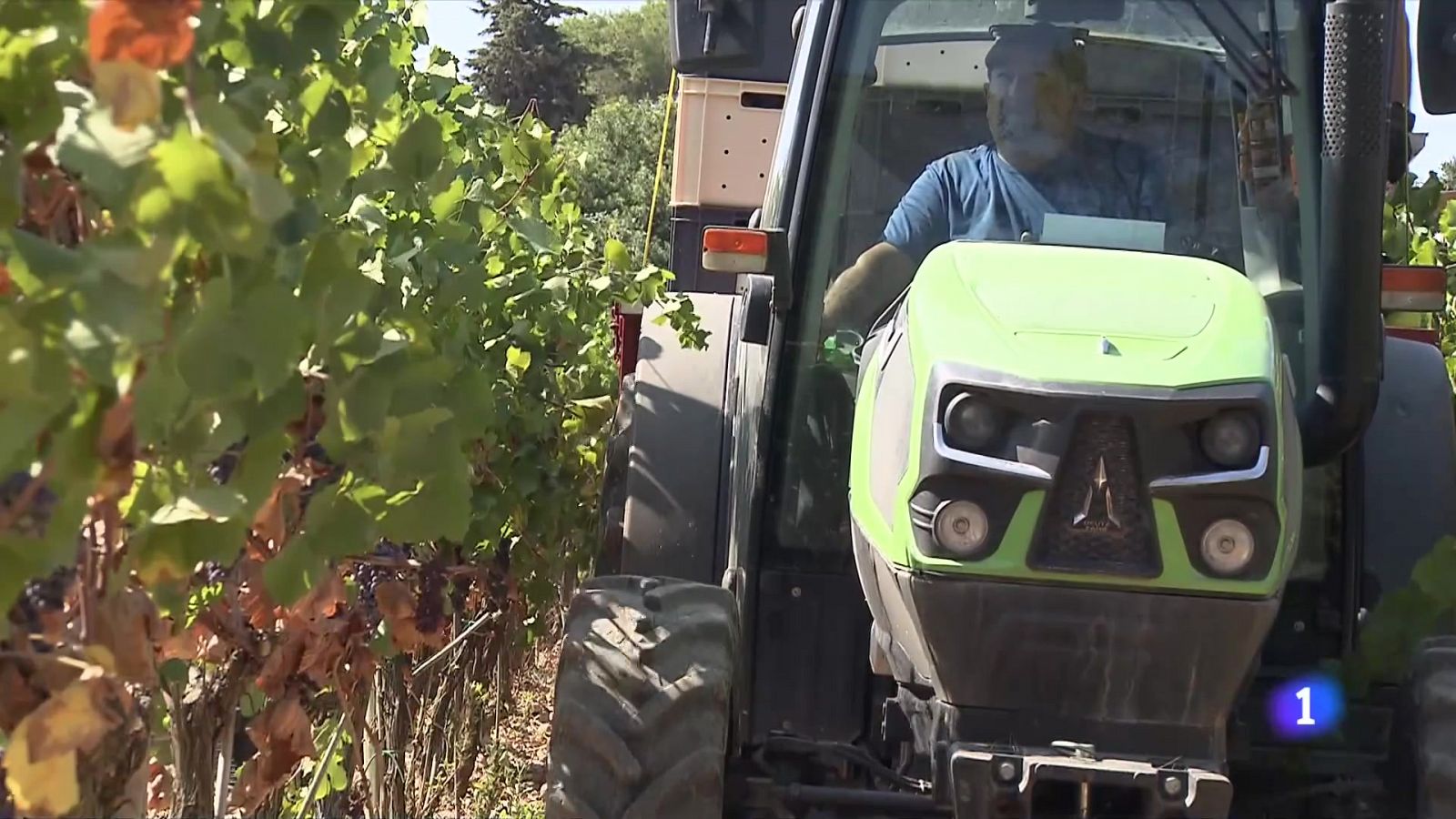 La sequera obliga a avançar la verema al Penedès