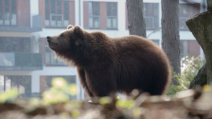 El oso pardo, cada vez más cerca de los pueblos debido al calentamiento global