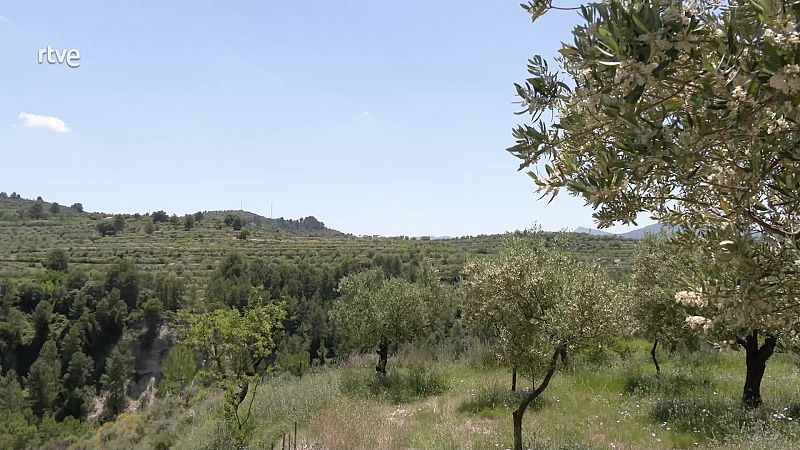 Aquí la Tierra - Cómo se mima un olivo para obtener un buen aceite