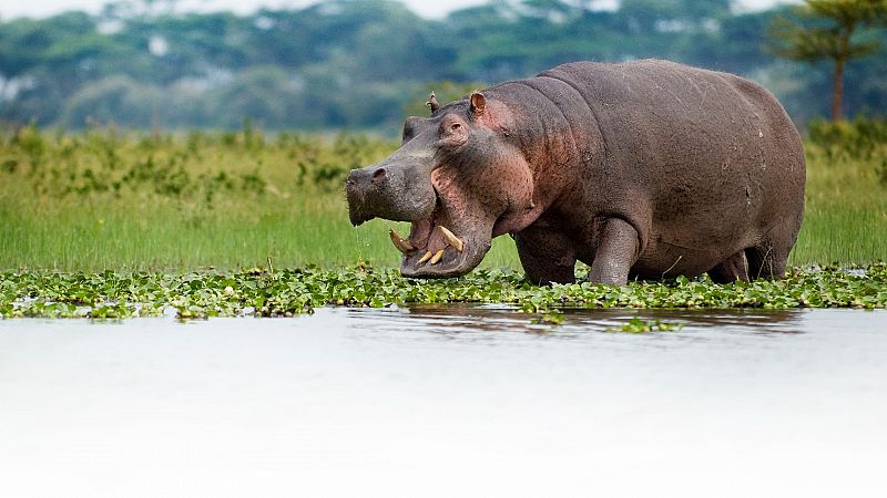 Mapi : ¿Por qué los hipopótamos bostezan?