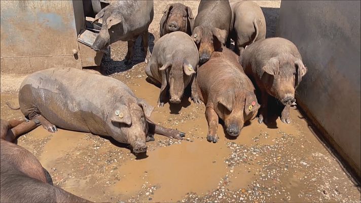 Noticias Andalucía - Agricultores y ganaderos al límite