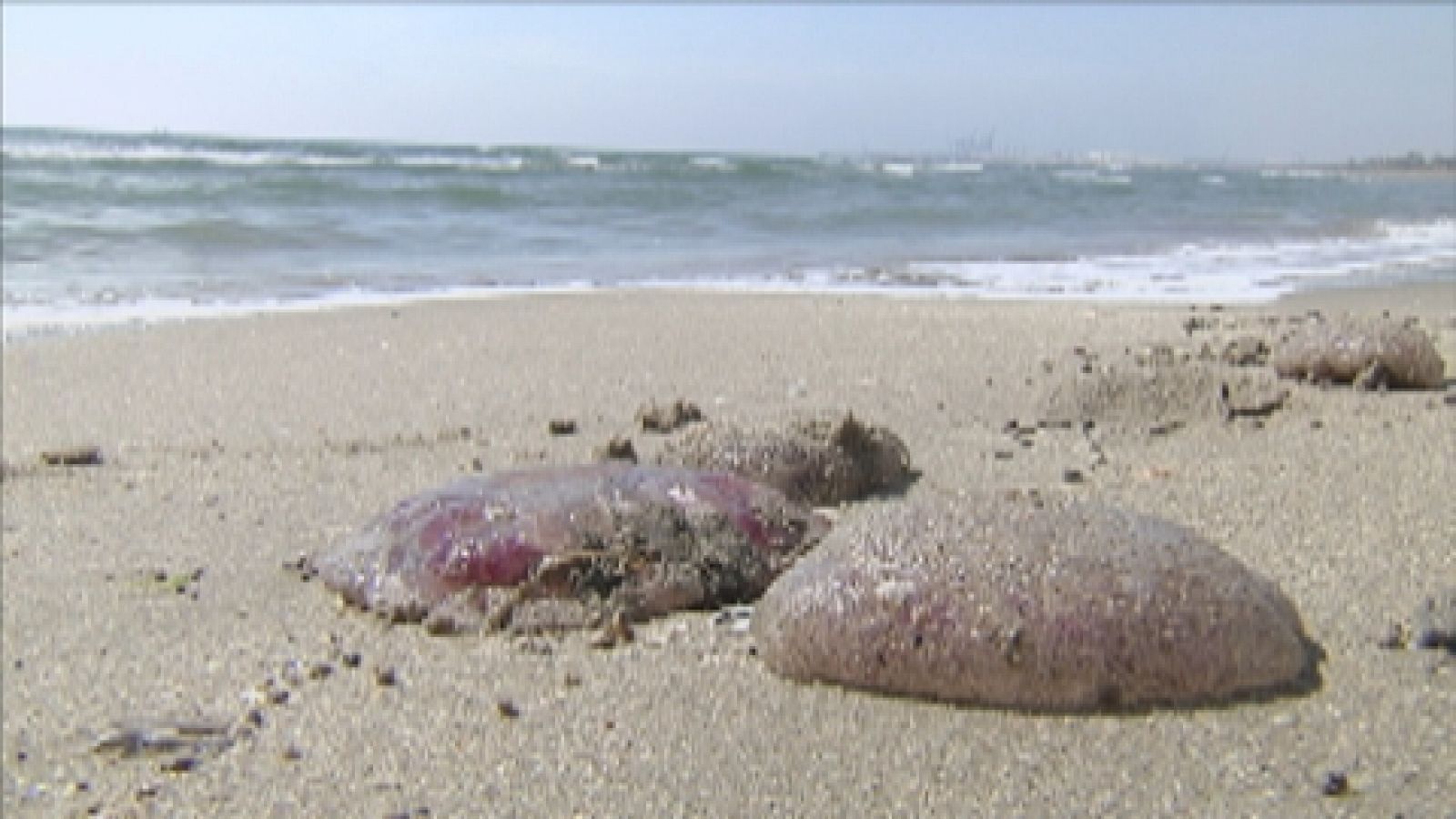 Vuelven las medusas - Ver ahora