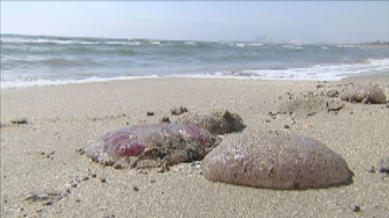 Vuelven las medusas - Ver ahora