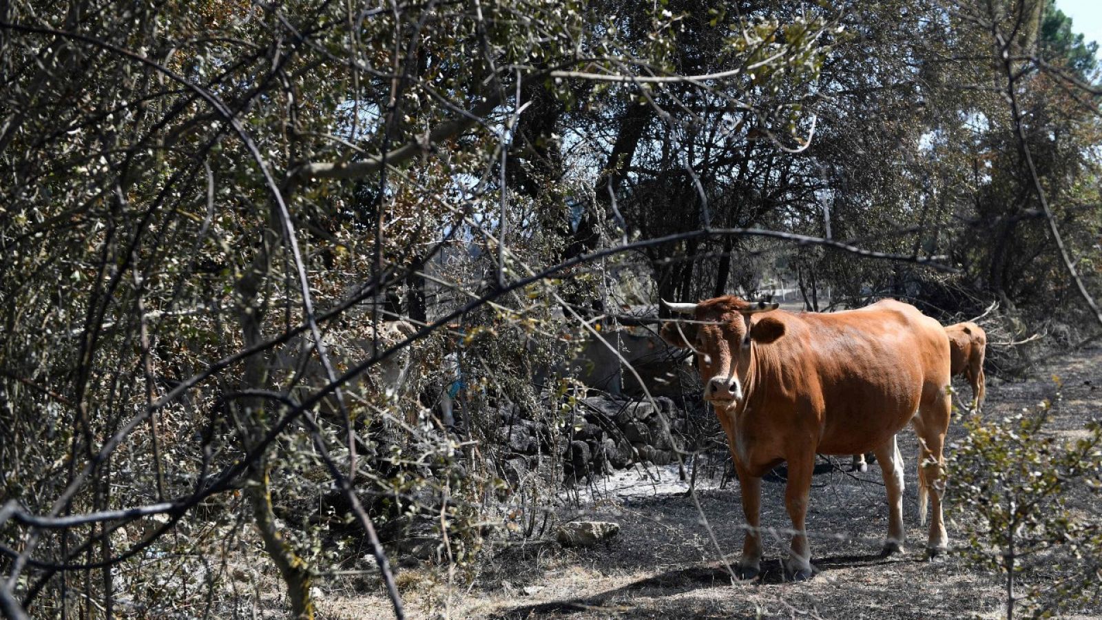 Incendio intencionado en Verín