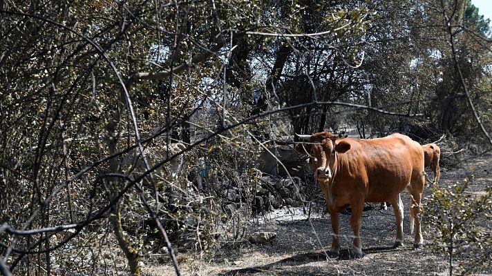 La Xunta de Galicia afirma que el incendio de Verín ha sido intencionado