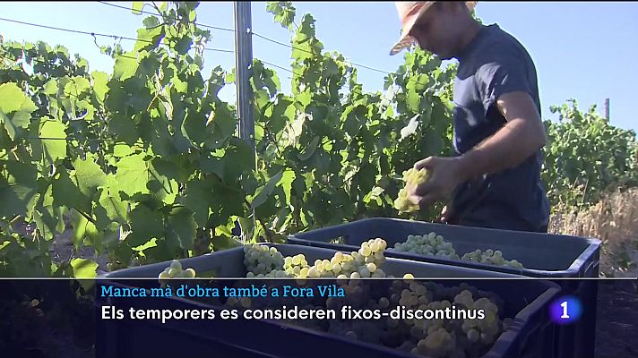 Informatiu Balear - La manca de personal obliga als cellers a contractar temporers per fer la verema