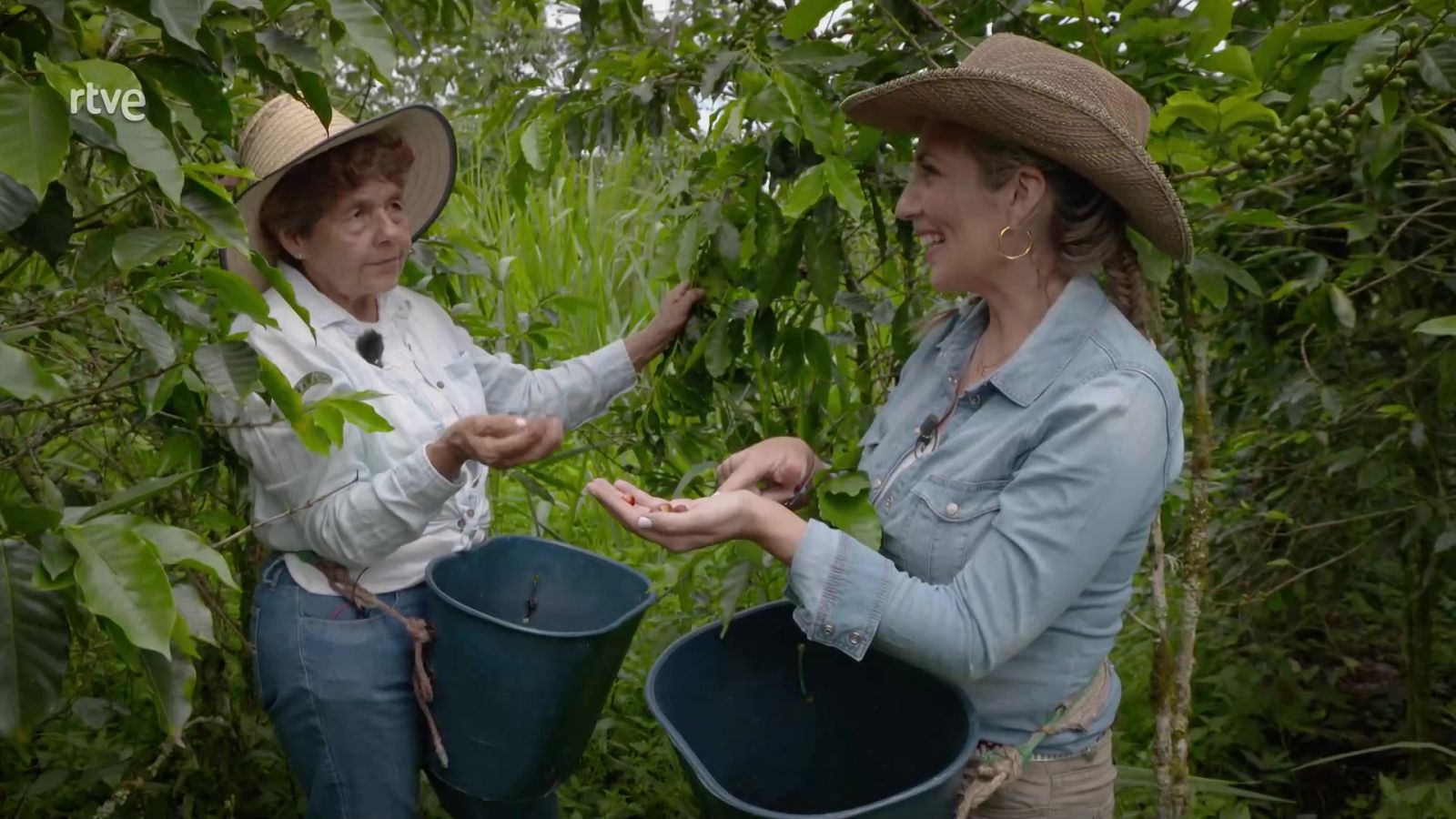 Cómo se produce el café en Colombia 