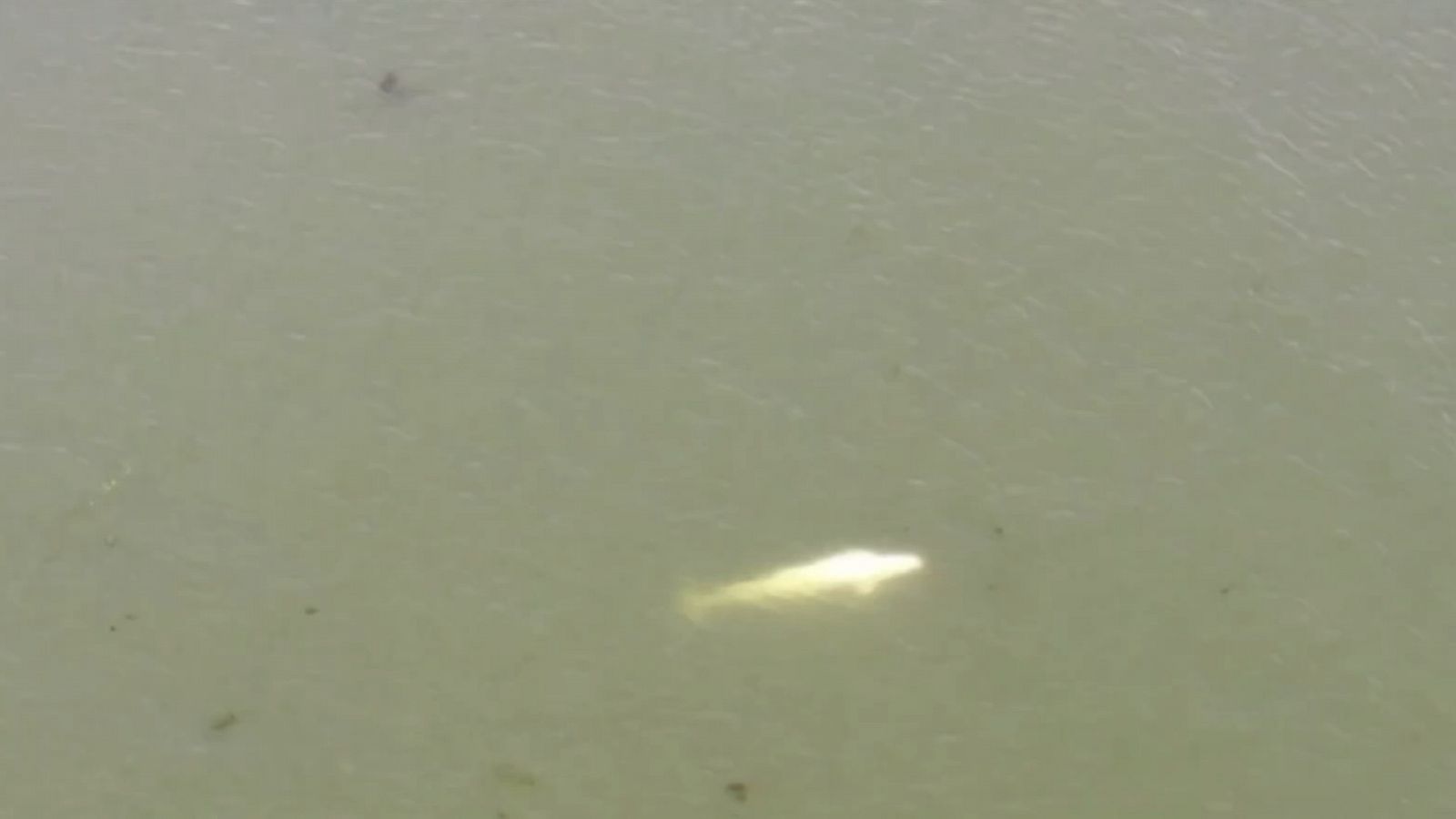 Avistan una ballena beluga en el río Sena, desorientada y baja de peso